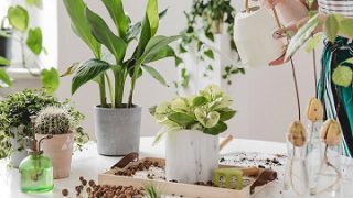 Tips for taking care of indoor plants.